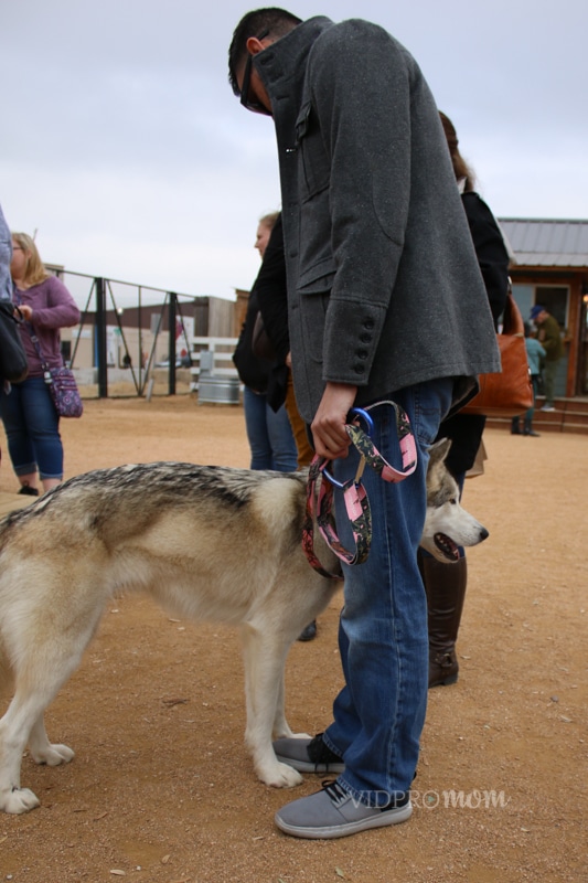 Dogs Are Welcome On The Grounds Of Magnolia Market At The Silos In Waco, Tx (just Not On The Lawn)